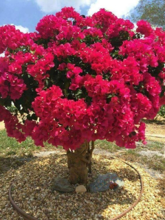 Lagerstroemia pink sadenice BEZ JUHU 40CM